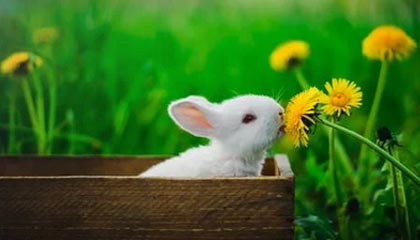 差点扩大比分！卡多索小禁区线上得球打门，侯森近距离救险